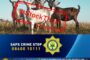 MEC for Transport and Community Safety, Xolile Nqatha, has strongly condemned the brutal murder of Sergeant Luxolo Ndaba of Ngcobo detectives