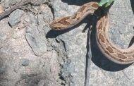 Night Adder Captured: Tongaat - KZN