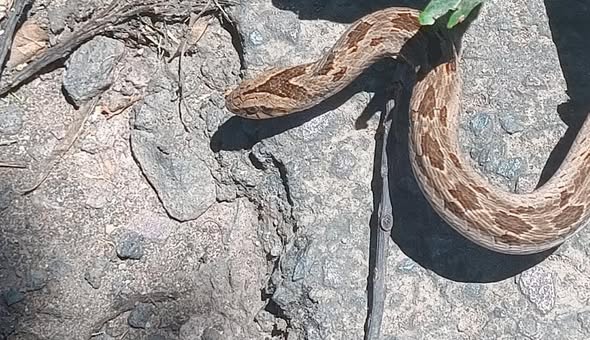 Night Adder Captured: Tongaat - KZN