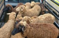 Two livestock thieves arrested and livestock recovered