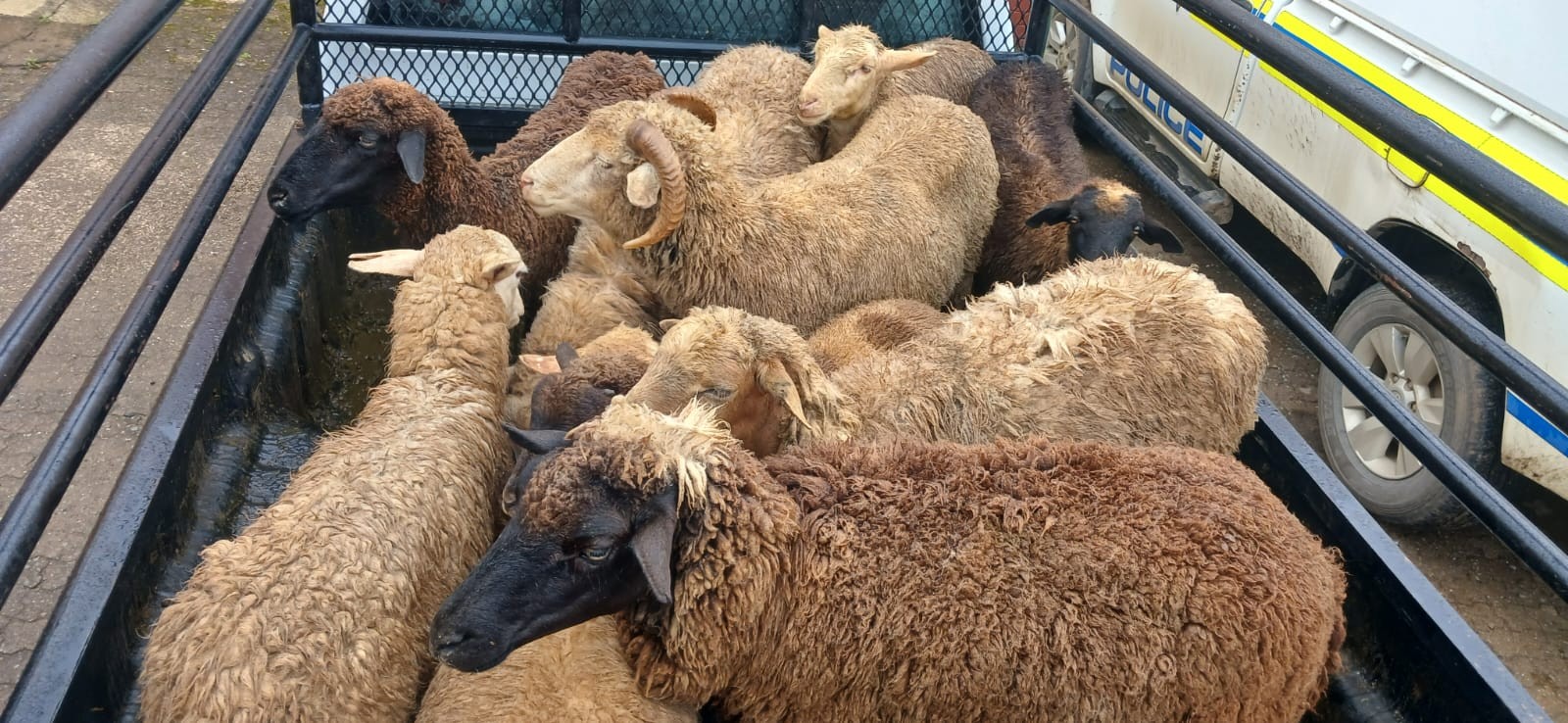 Two livestock thieves arrested and livestock recovered