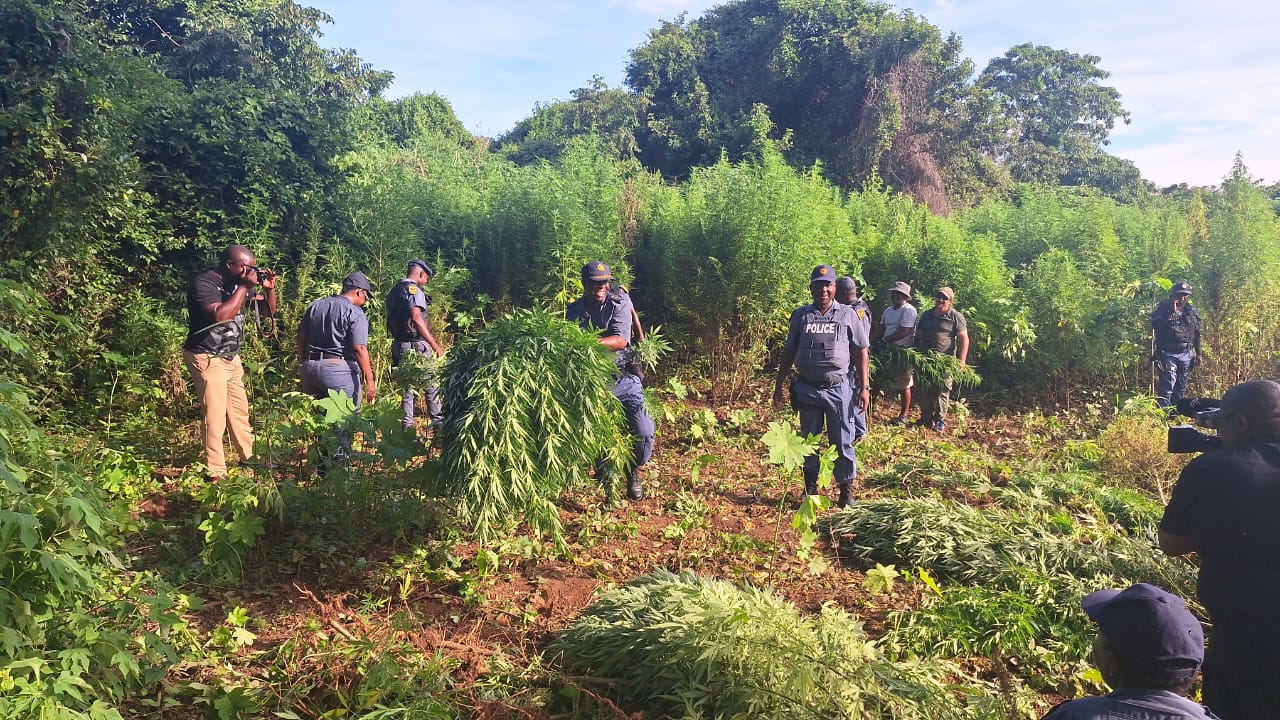 Police led to major discovery of dagga field worth about R2.9 million near Schoemansdal