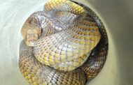 Cobra removed from inside a washing machine in Oudtshoorn