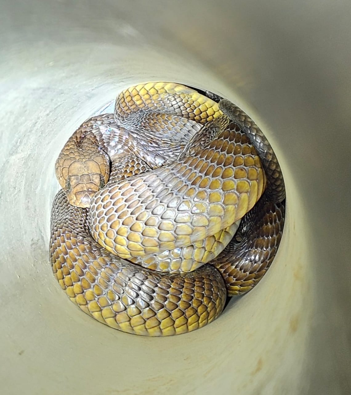 Cobra removed from inside a washing machine in Oudtshoorn