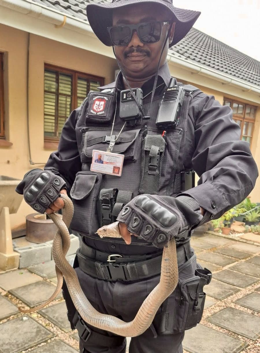 Mozambican Spitting Cobra Captured: Tongaat - KZN