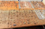 Suspects found in possession of protected plants amounting to thousands of rand
