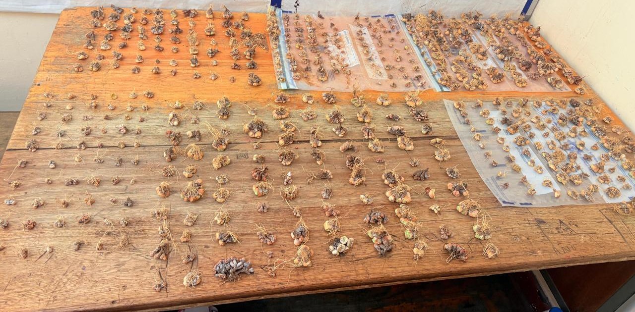 Suspects found in possession of protected plants amounting to thousands of rand