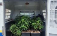 Seizure of dagga plants and a large sum of money at a house in Capri Sunnydale