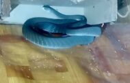Black Mamba Captured In Bedroom: Tongaat - KZN