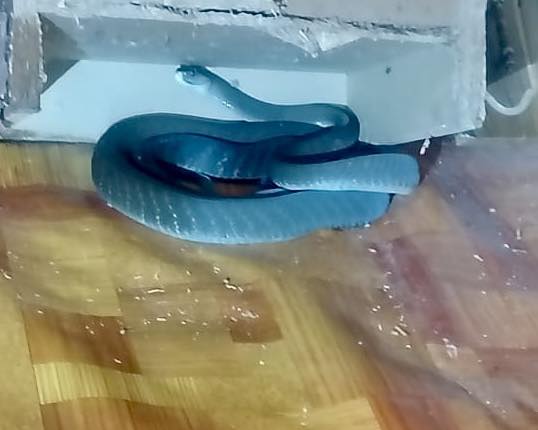 Black Mamba Captured In Bedroom: Tongaat - KZN