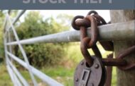 Community makes arrest of stock theft suspects in Tweelaagte Village, close to Mabeskraal in the North West
