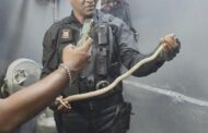 Snake Found In Butchery Storeroom: Verulam CBD - KZN