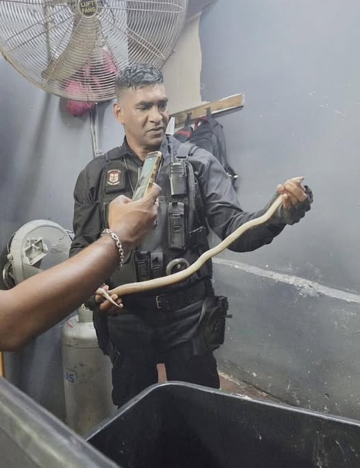 Snake Found In Butchery Storeroom: Verulam CBD - KZN