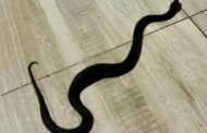 Mozambique Spitting Cobra Captured & Relocated: Osindisweni - KZN