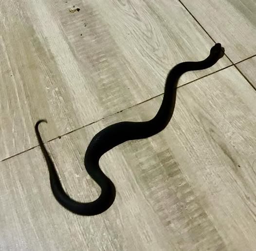 Mozambique Spitting Cobra Captured & Relocated: Osindisweni - KZN