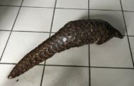 Three suspects arrested in the possession and illegal trading of an endangered species