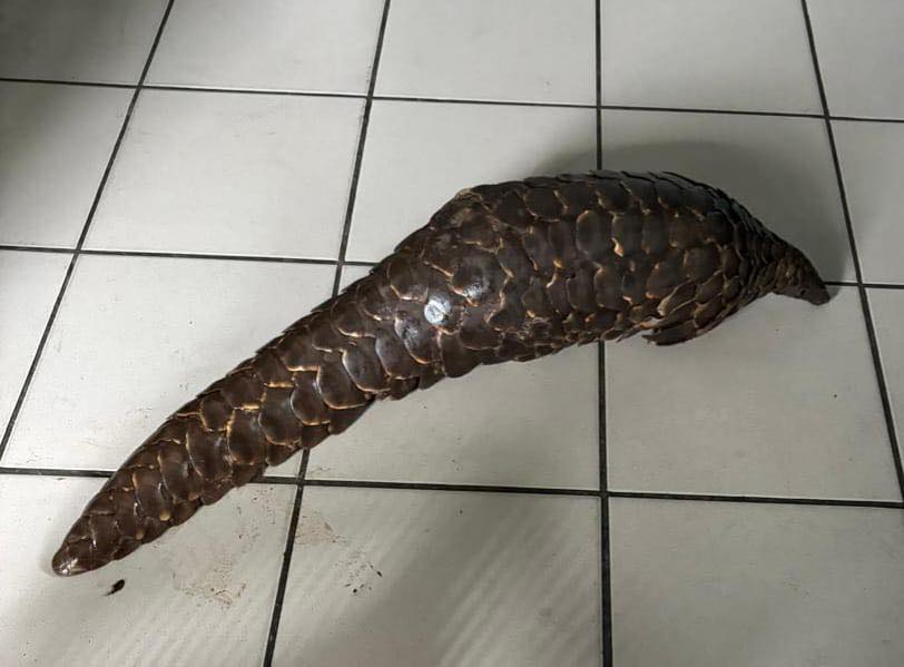 Three suspects arrested in the possession and illegal trading of an endangered species