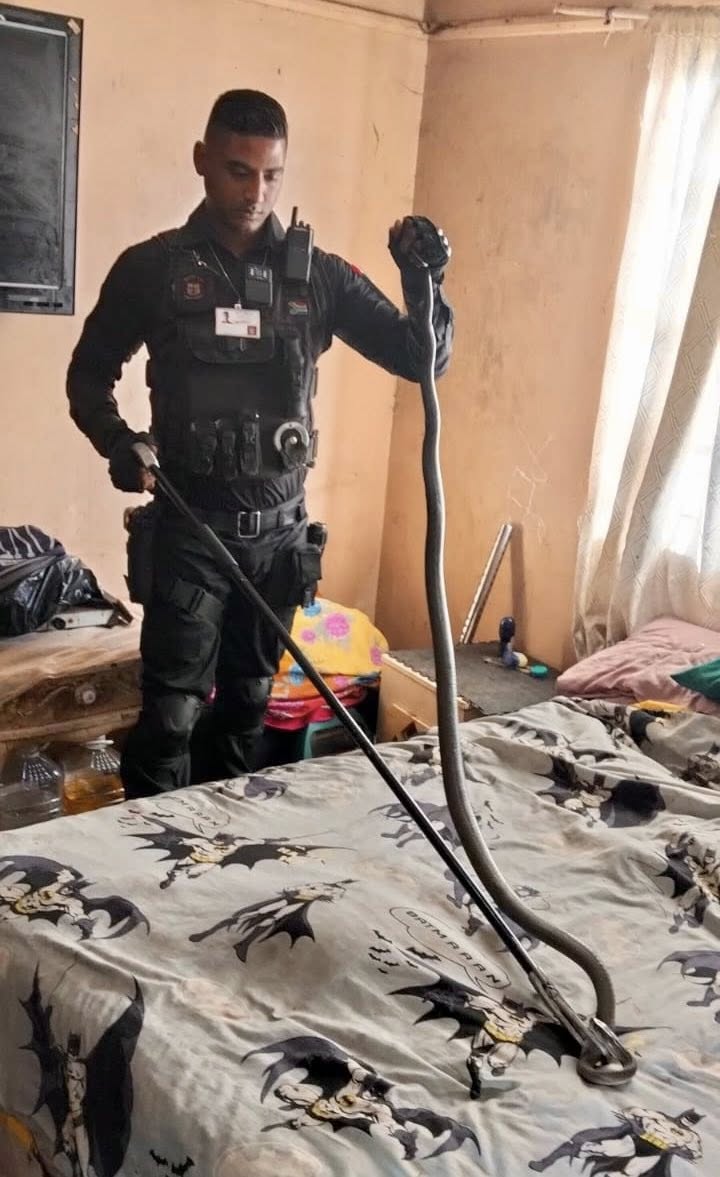 Black Mamba Captured In Wardrobe: Redcliffe - KZN