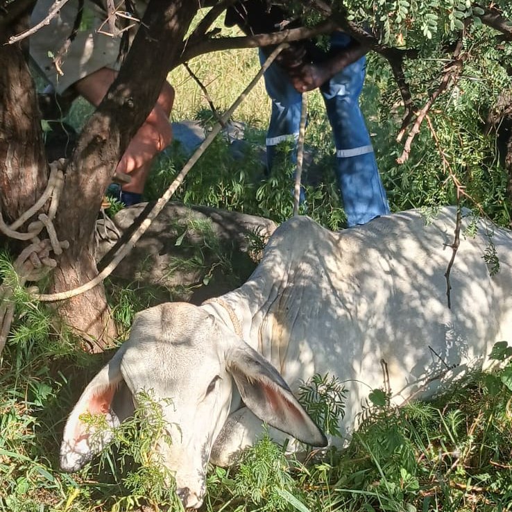 Two stolen Brahman cattle recovered and suspect arrested in Kroonstad