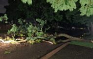Downed trees in Menlo Park and Waterkloof