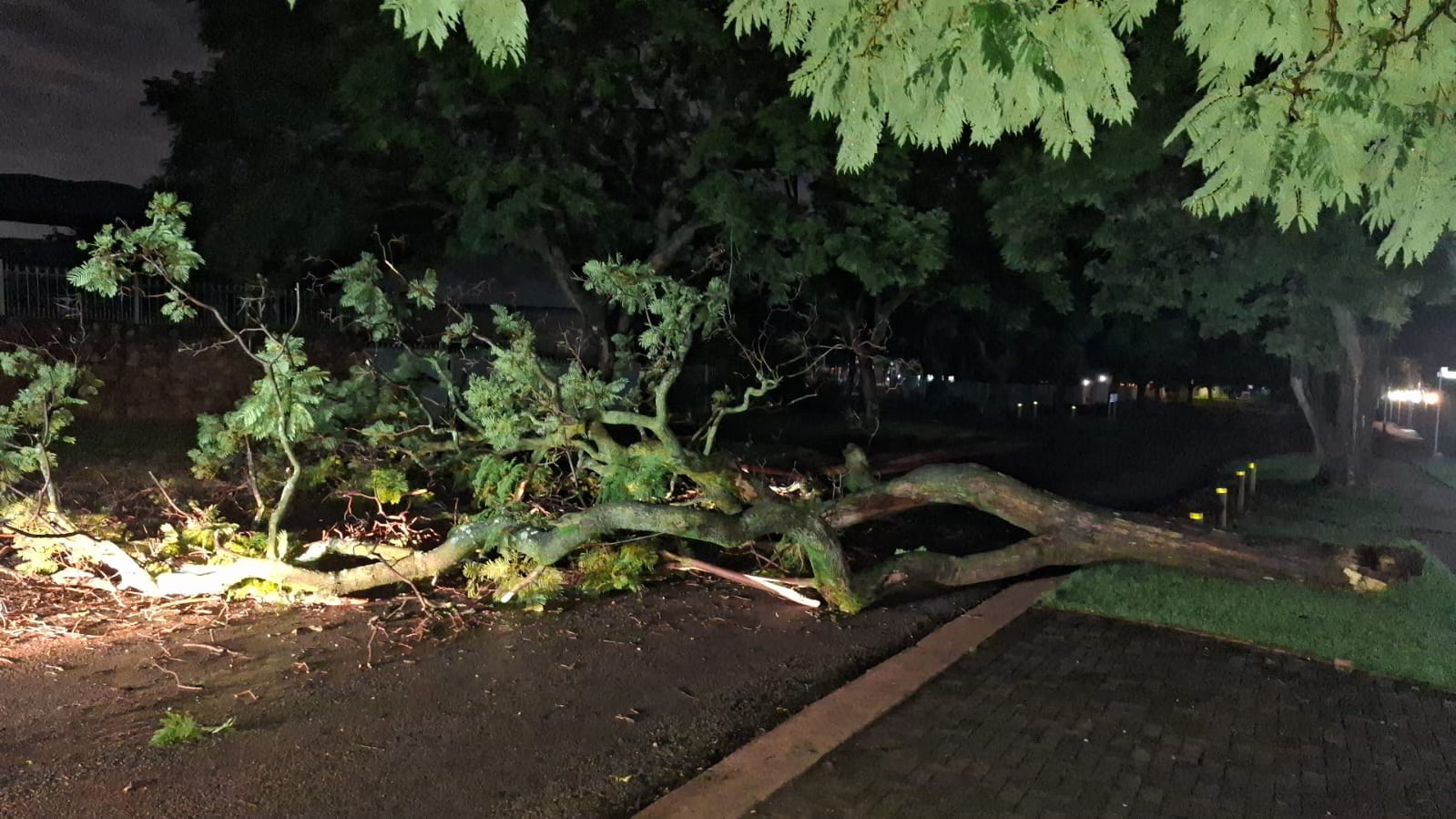 Downed trees in Menlo Park and Waterkloof