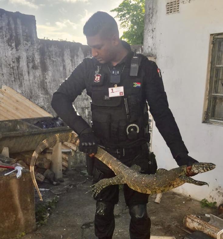 Injured Monitor Lizard Rescued From Residential Property: Mitchell Village - KZN