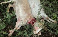 Suspect arrested for possession of suspected stolen property (goat carcasses) in Sefihlogo village
