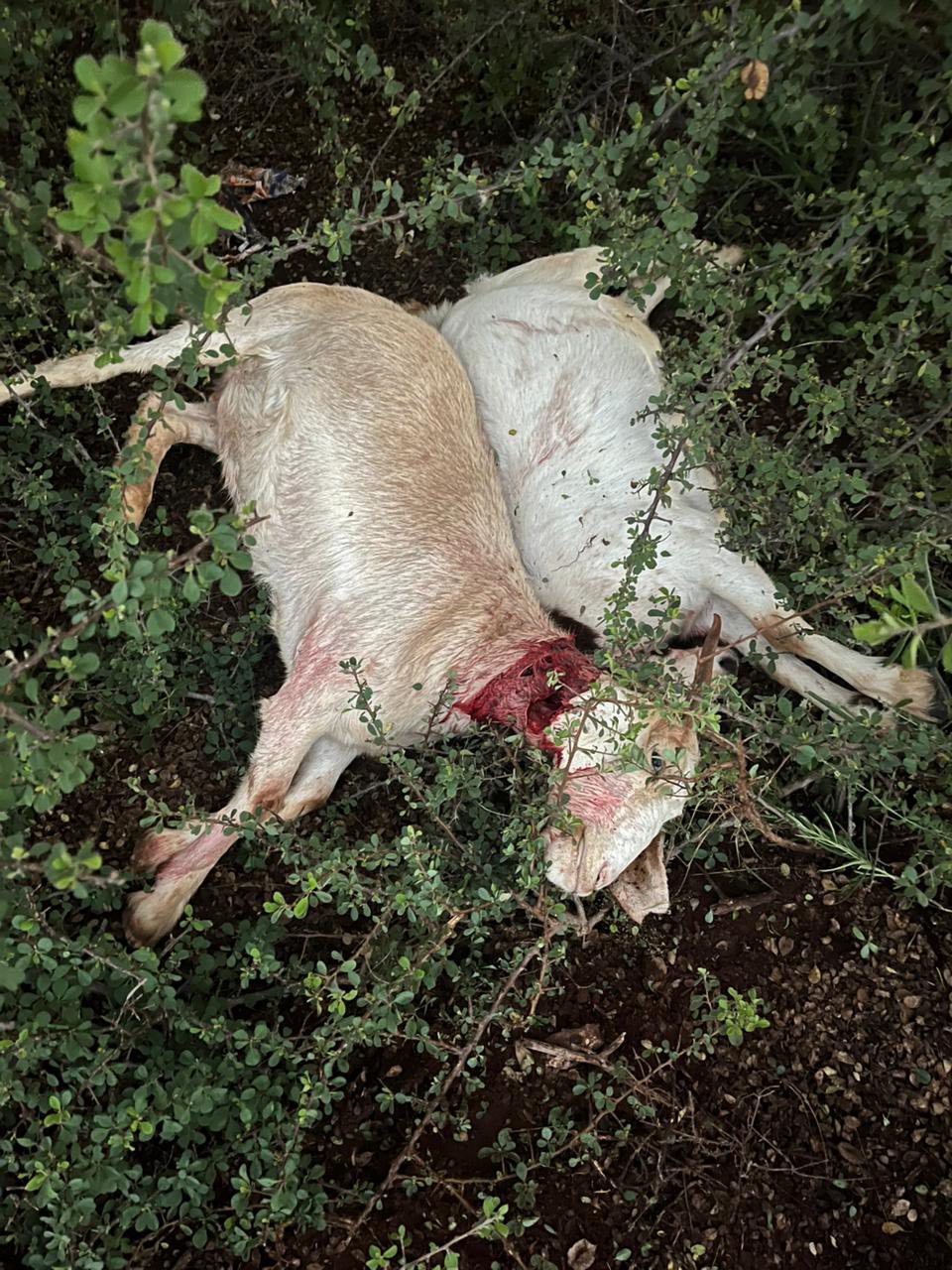 Suspect arrested for possession of suspected stolen property (goat carcasses) in Sefihlogo village