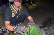 Puppies Rescued from 50m Cliff in Verulam