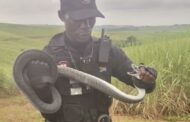 Highly Venomous Black Mamba Captured On Farm: Gwala Farm - KZN