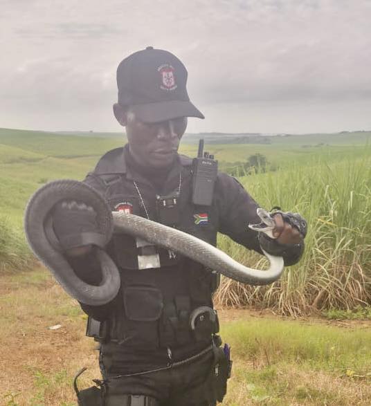 Highly Venomous Black Mamba Captured On Farm: Gwala Farm - KZN