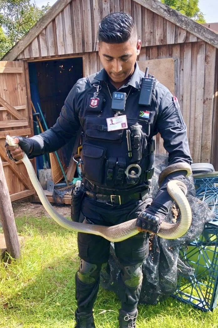 Black Mamba Captured After Killing Kittens: Waterloo - KZN