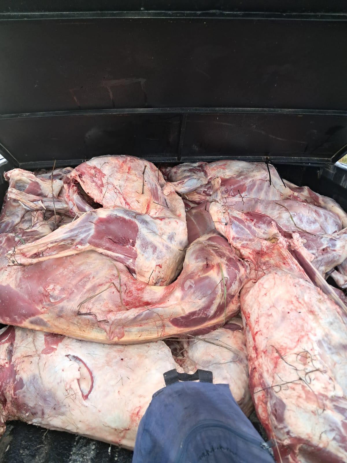 Four suspects arrested in connection with a Stock Theft incident near Viljoenskroon