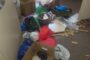 Black Mamba Captured After Killing Kittens: Waterloo - KZN
