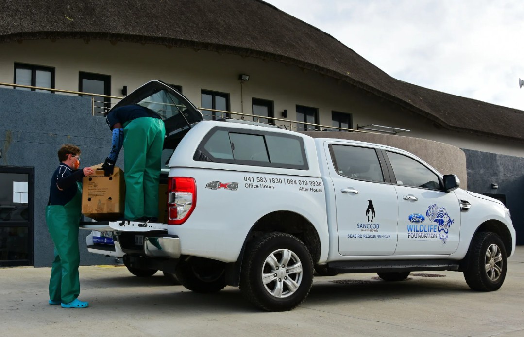 Ford marks World Penguin Day by supporting SANCCOB's efforts to protect endangered African penguins