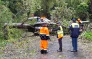 The City of Cape Town received a record 1 155 requests related to fallen trees and branches between 10 and 12 May