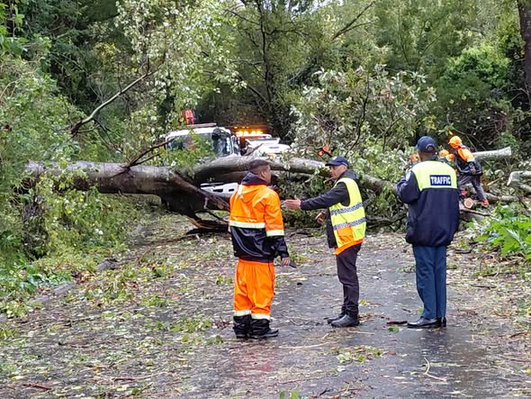 The City of Cape Town received a record 1 155 requests related to fallen trees and branches between 10 and 12 May