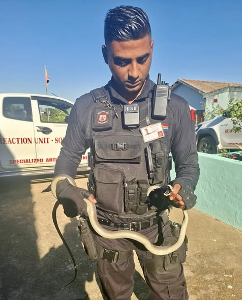 Couple Awakened By Snake Inside Bedroom: Riet River - KZN