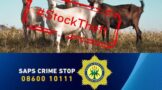Stock theft suspect arrested at Aberdeen