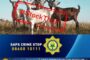 Stock theft suspect arrested at Aberdeen