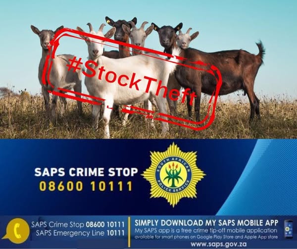 Stock theft suspect arrested at Aberdeen