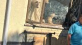 68 Dogs found at a property on Lincoln Road, Farningham Ridge