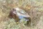 Reportedly Intoxicated Driver Assaulted After Crash: Oakford - KZN