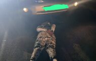 Arrest made and vehicle recovered during a multidisciplinary anti-smuggling operation conducted by law enforcement agencies in Limpopo,