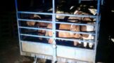 Armed Robbers Net More Than 100 Goats: Canelands - KZN