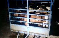 Armed Robbers Net More Than 100 Goats: Canelands - KZN
