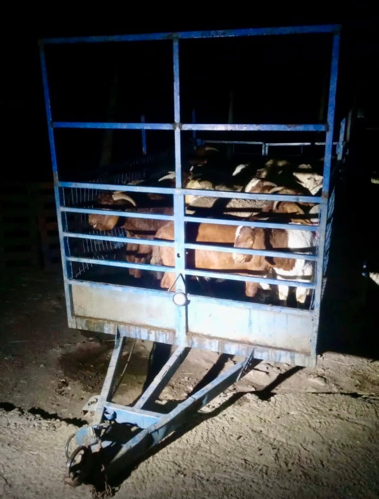 Armed Robbers Net More Than 100 Goats: Canelands - KZN