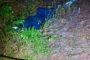Body Of Missing Man Discovered: Emona - KZN