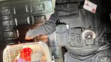 Owner Of Parrot Sought: Brindhaven - KZN