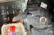 Owner Of Parrot Sought: Brindhaven - KZN